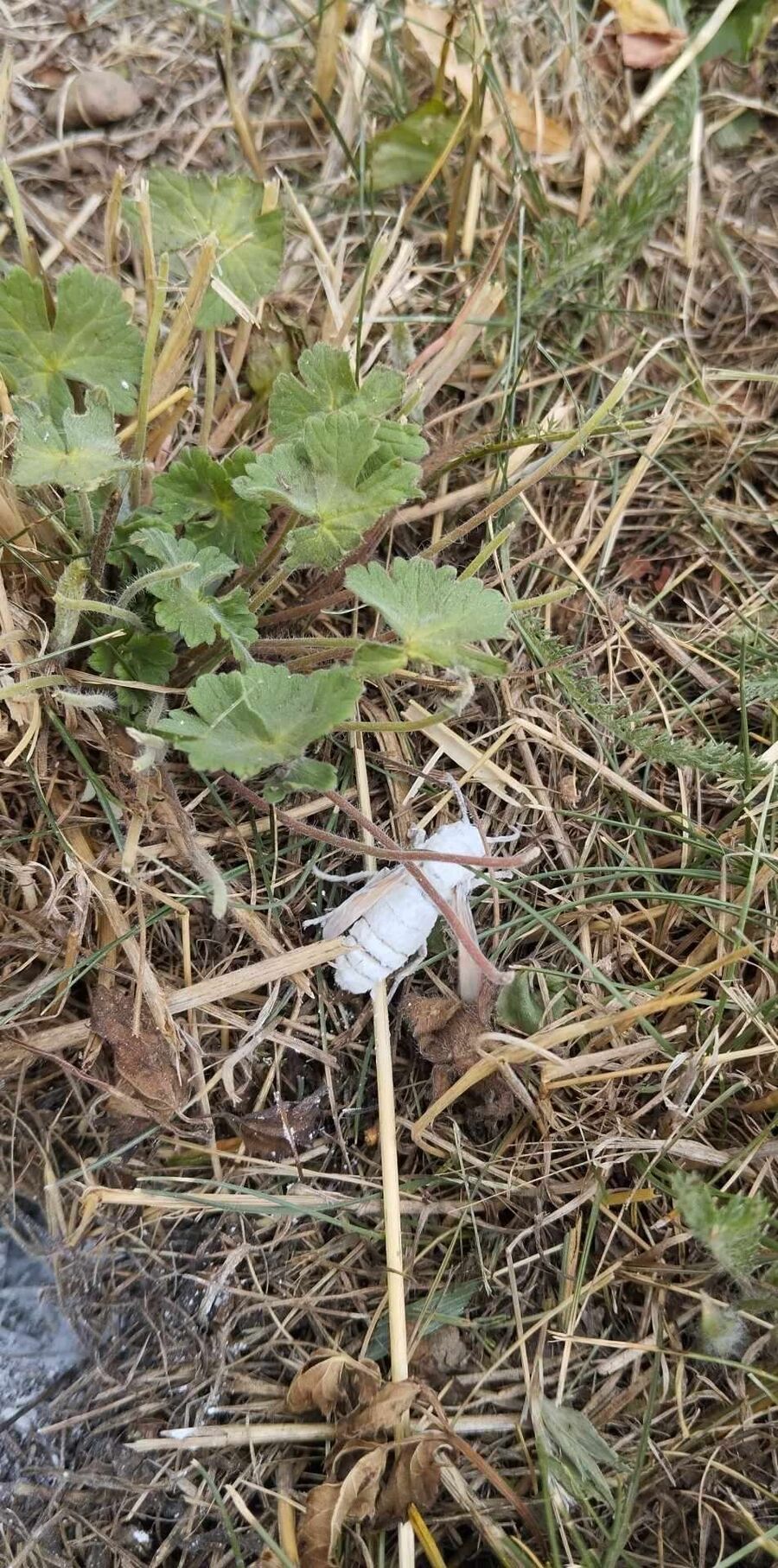 Bee nest at the house remove