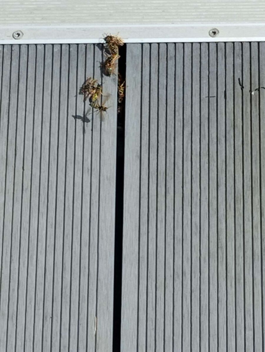 Bee nest at the house remove