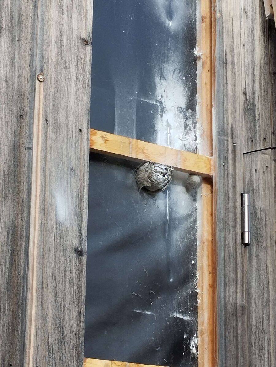 Relocate bees & remove bee nest