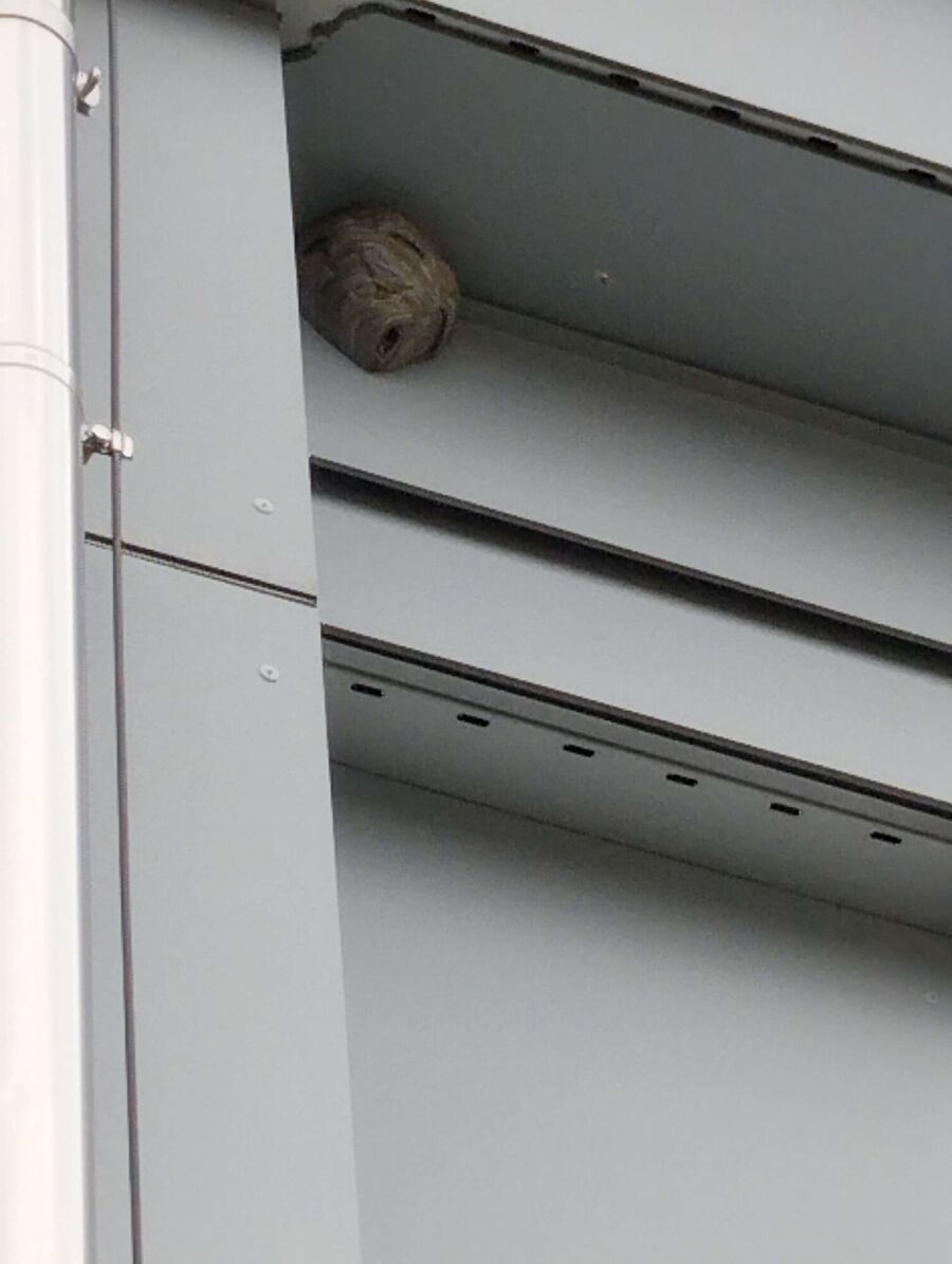 Bee nest at the house remove