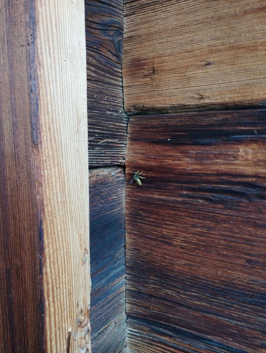 Bee nest at the house remove