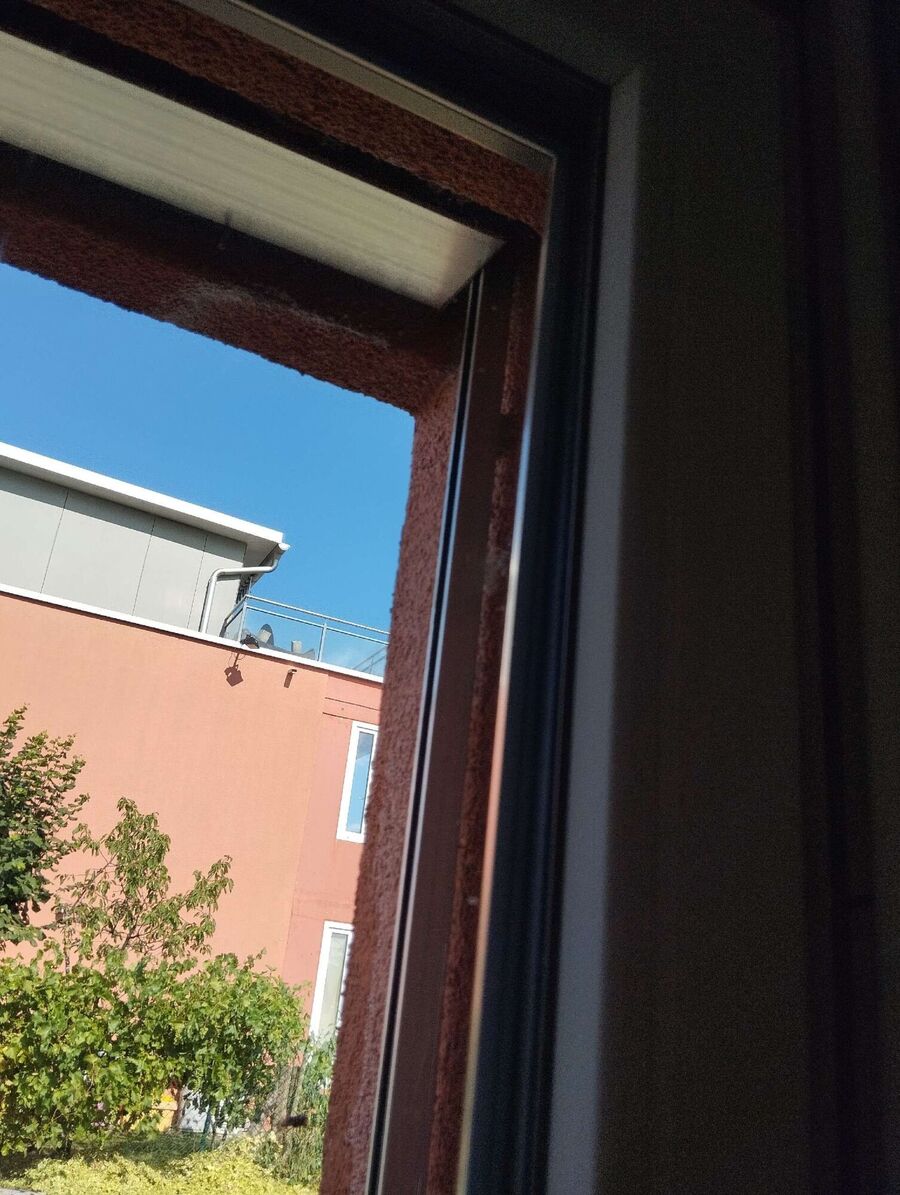 Relocate bees & remove bee nest