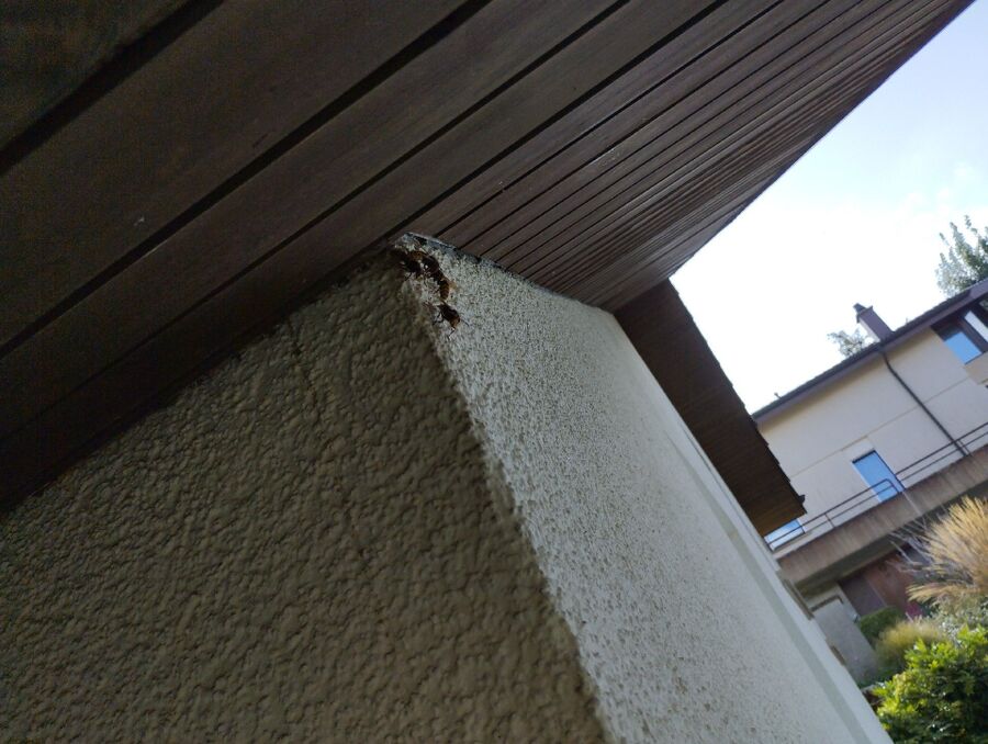 Bee nest at the house remove