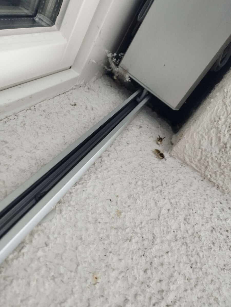 Bee nest at the house remove