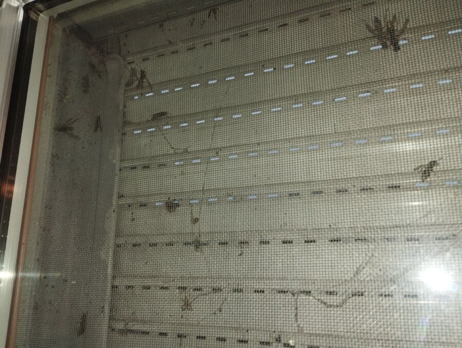 Relocate bees & remove bee nest