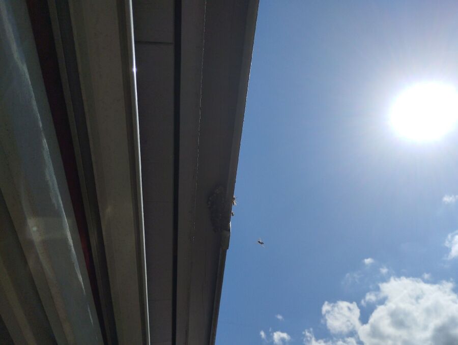 Relocate bees & remove bee nest