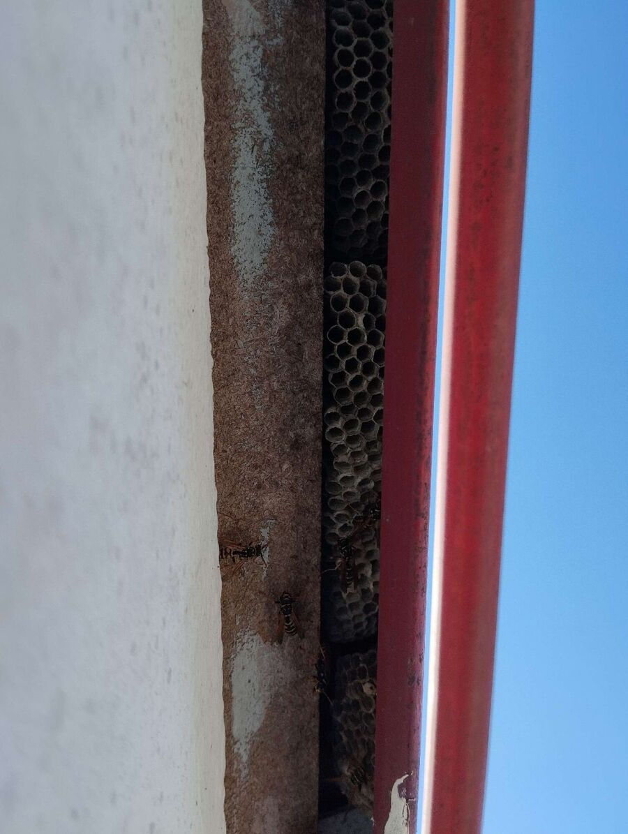 Bee nest at the house remove