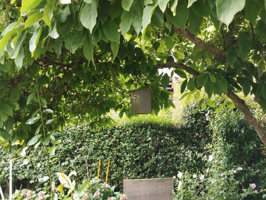 Bee nest at the house remove