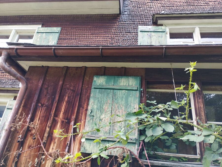 Bee nest at the house remove