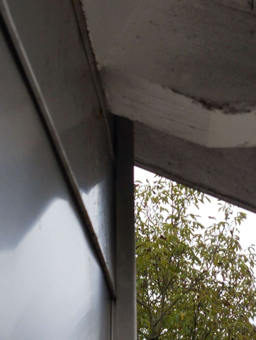 Relocate bees & remove bee nest