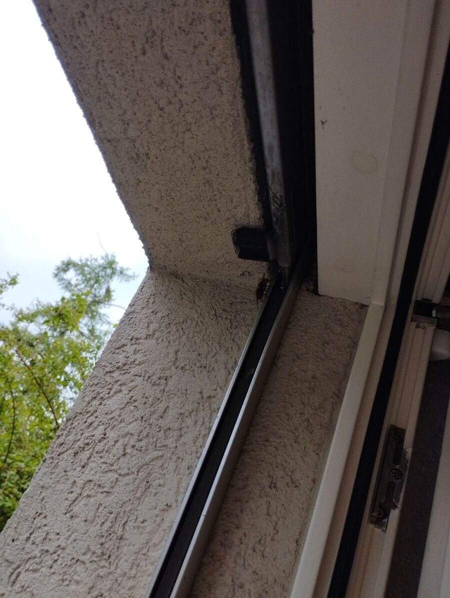 Relocate bees & remove bee nest