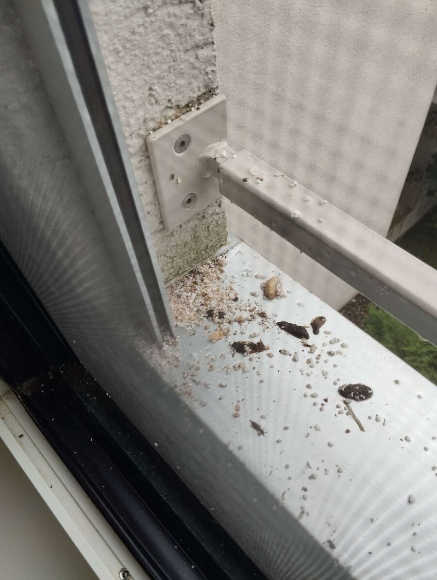 Remove bee nest