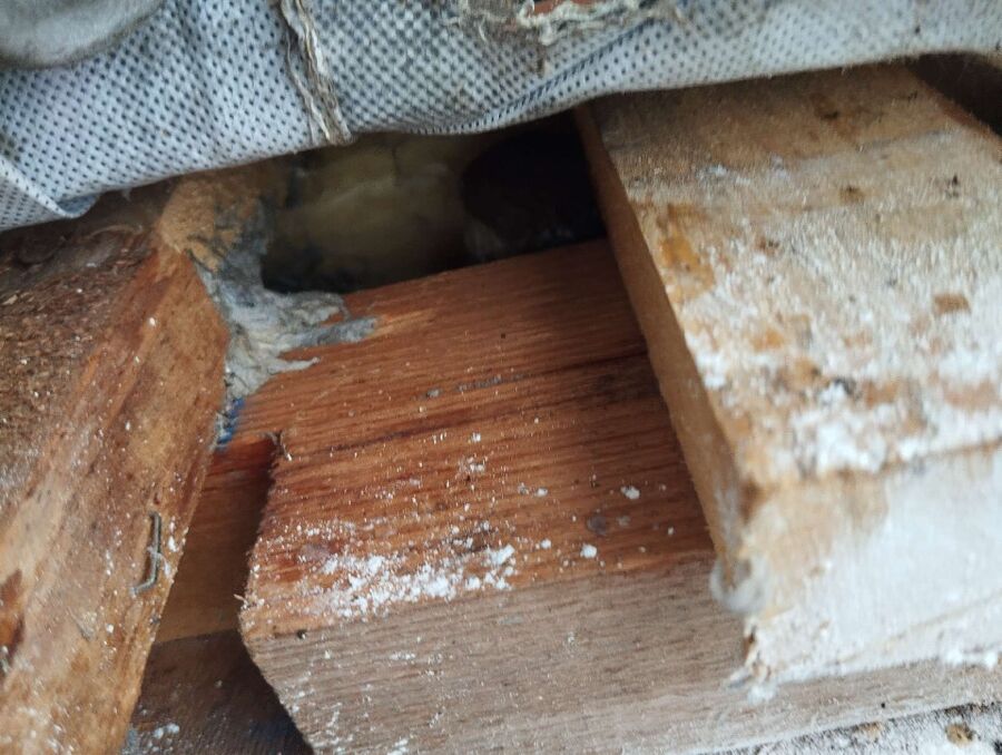 Bee nest at the house remove