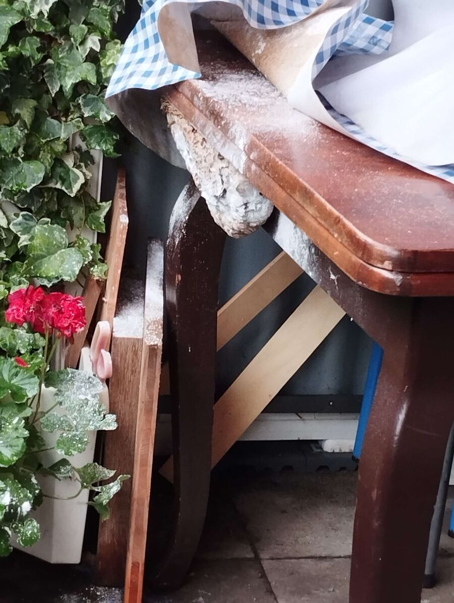 Relocate bees & remove bee nest