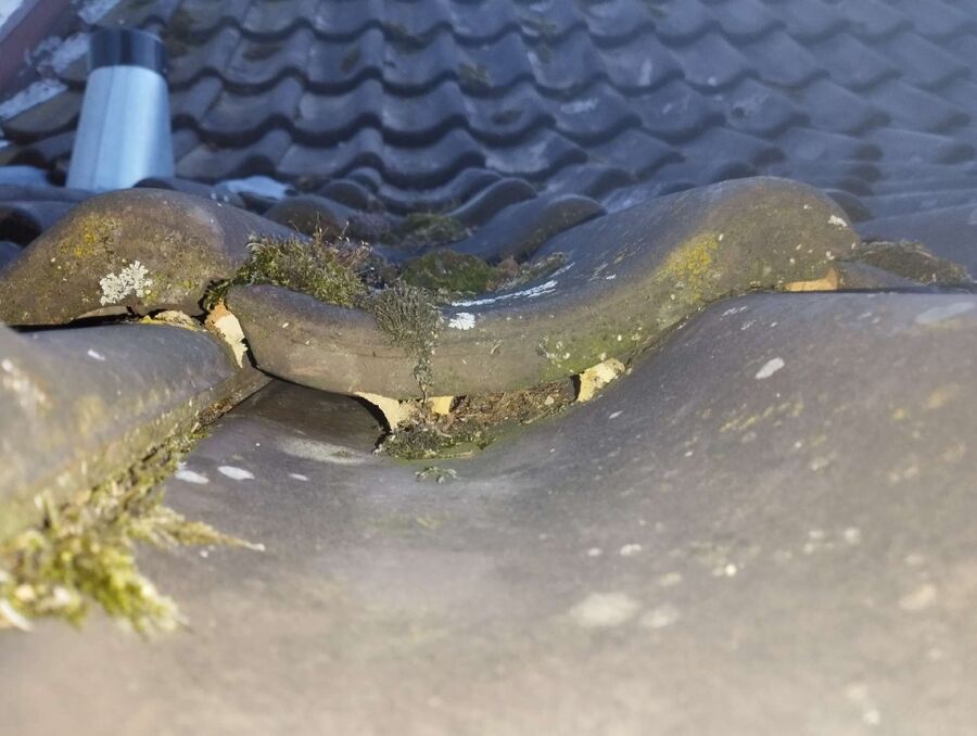 Relocate bees & remove bee nest