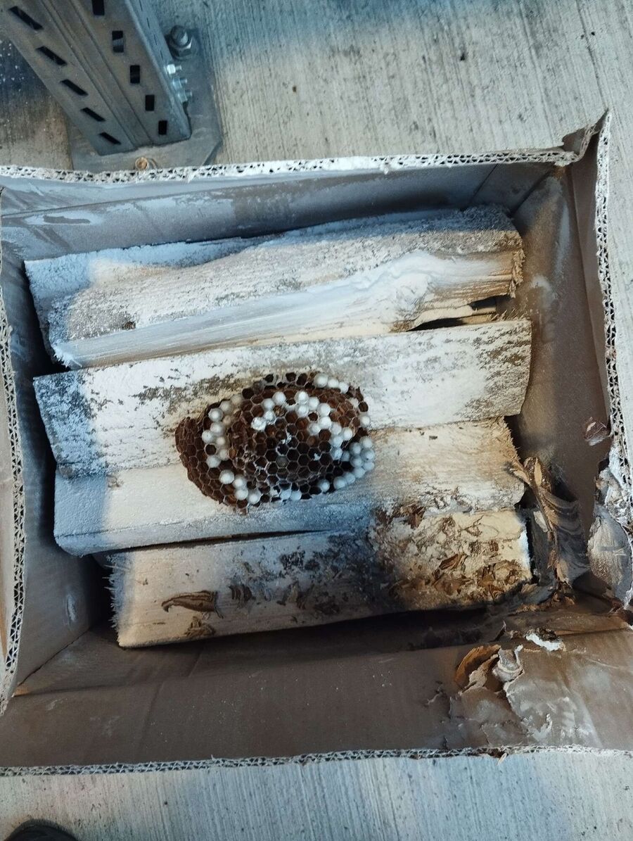 Relocate bees & remove bee nest