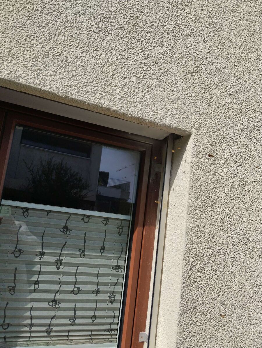 Bee nest at the house remove