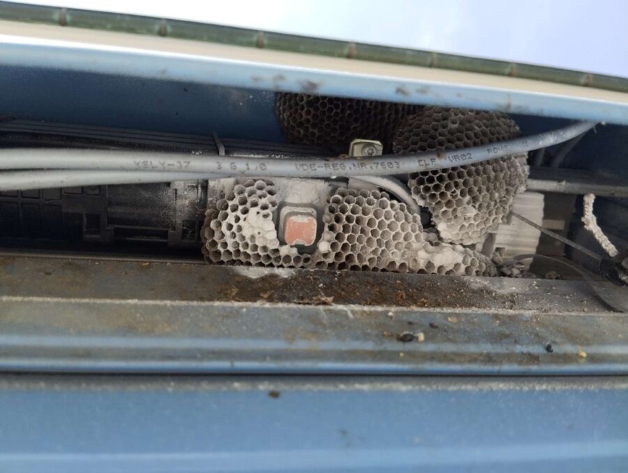 Relocate bees & remove bee nest