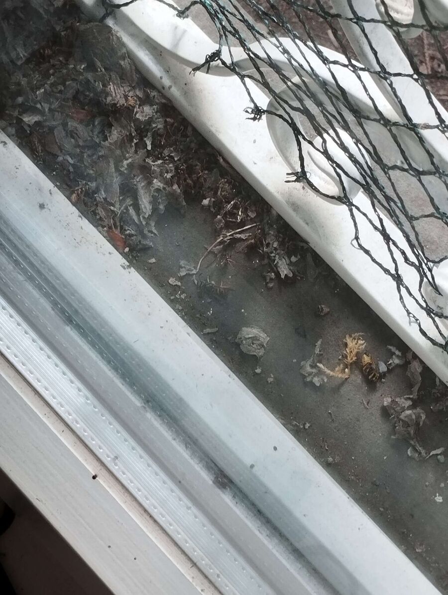 Bee nest at the house remove