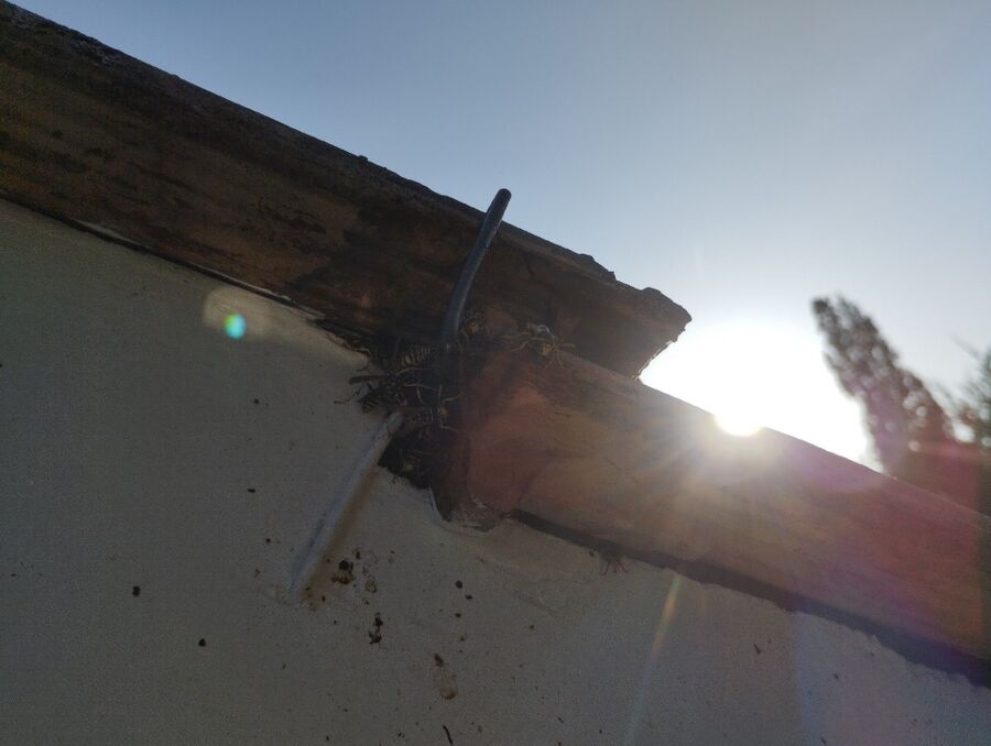 Relocate bees & remove bee nest