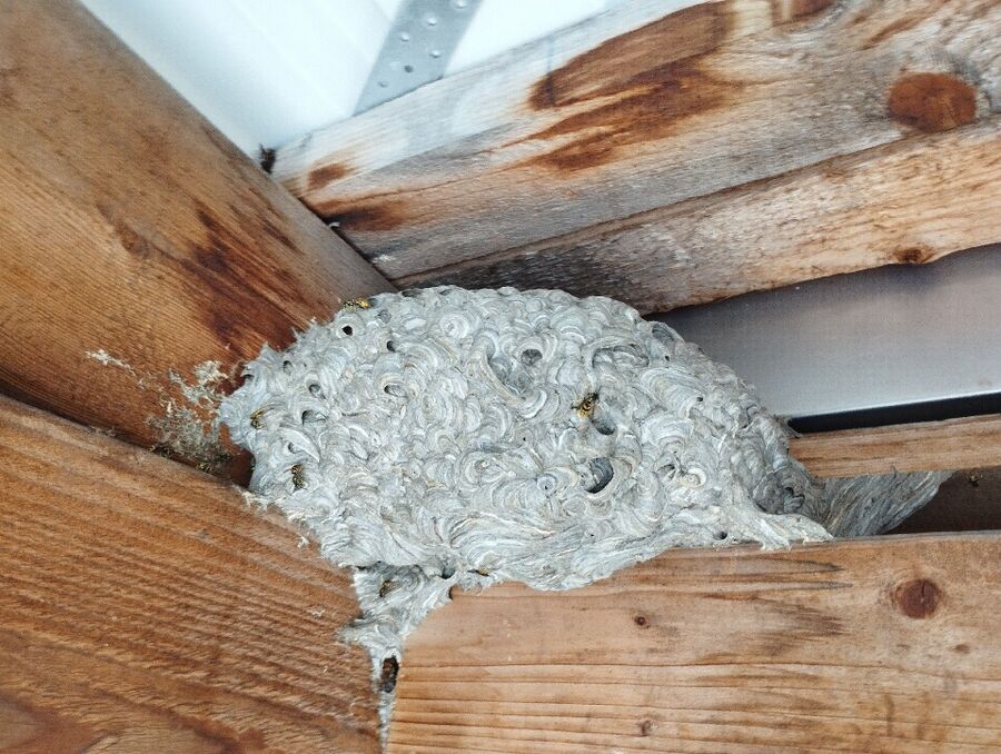 Bee nest at the house remove