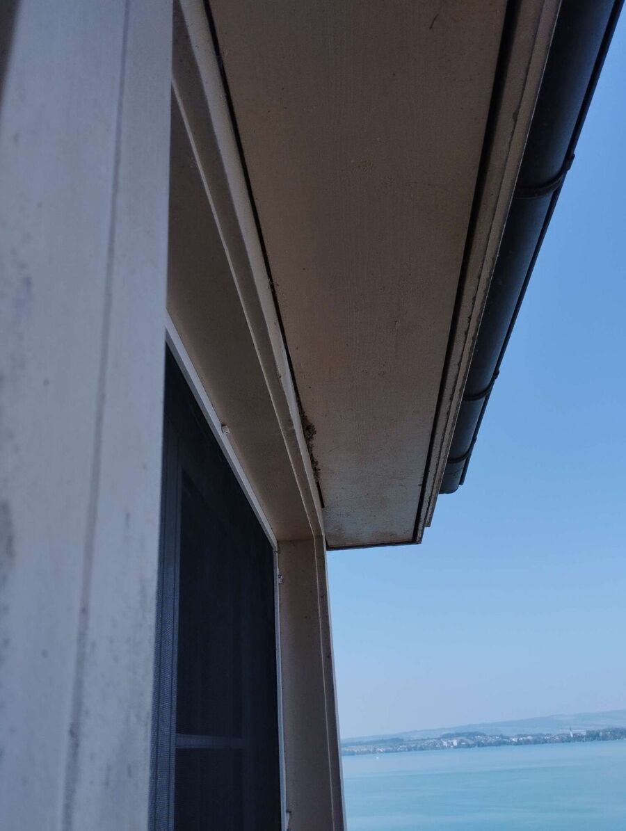 Relocate bees & remove bee nest