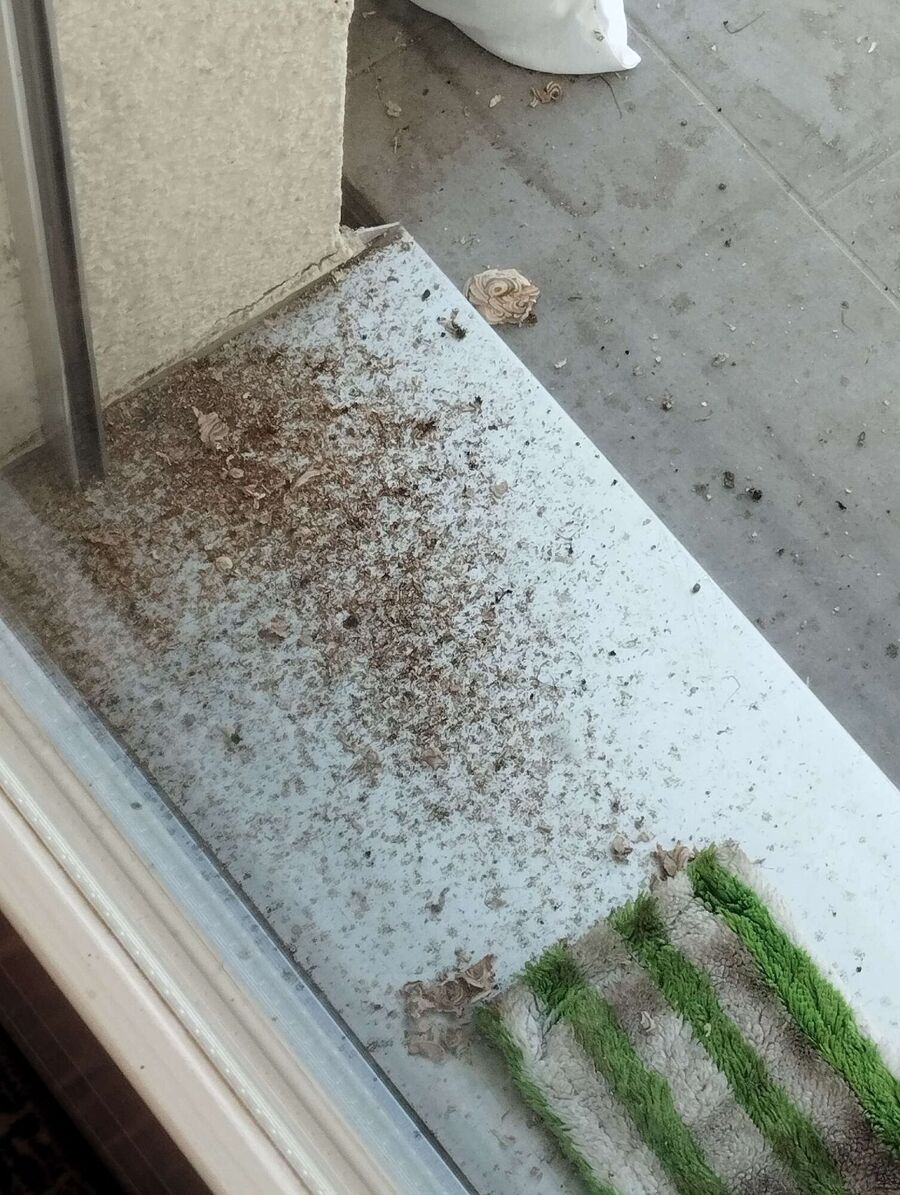 Bee nest at the house remove