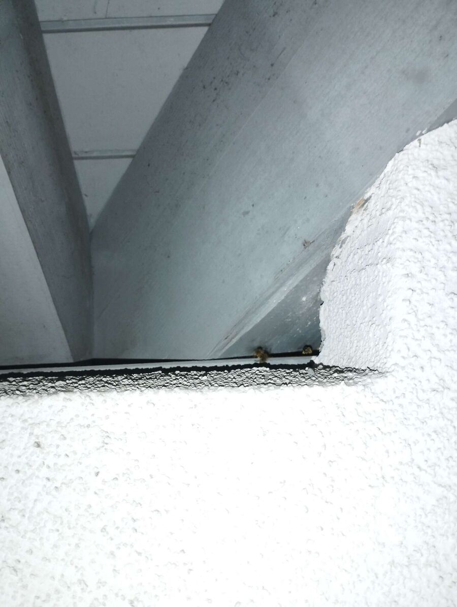 Bee nest at the house remove