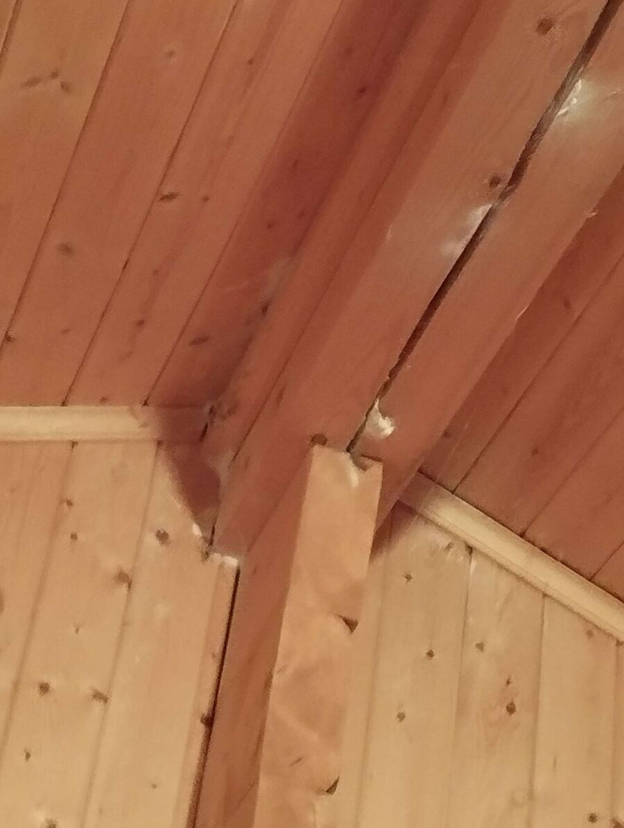 Relocate bees & remove bee nest