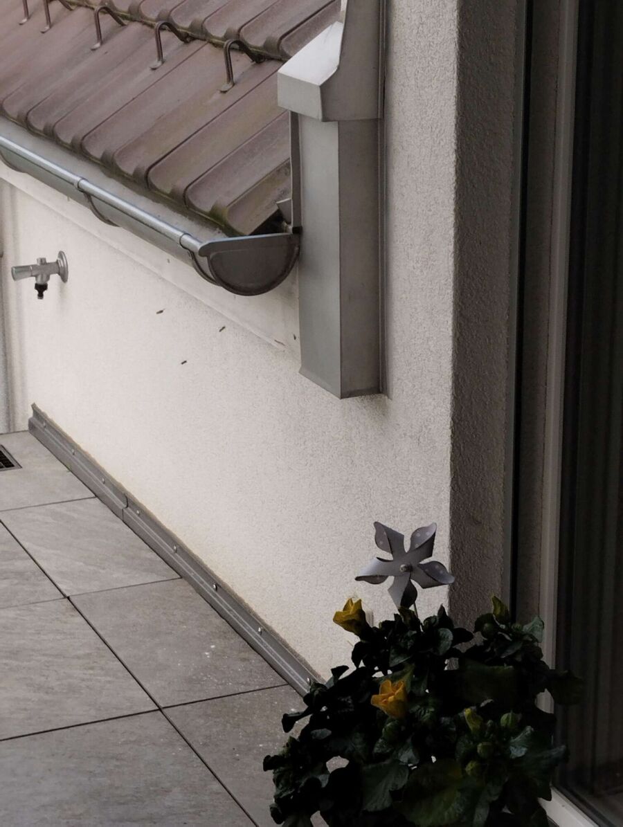 Bee nest at the house remove