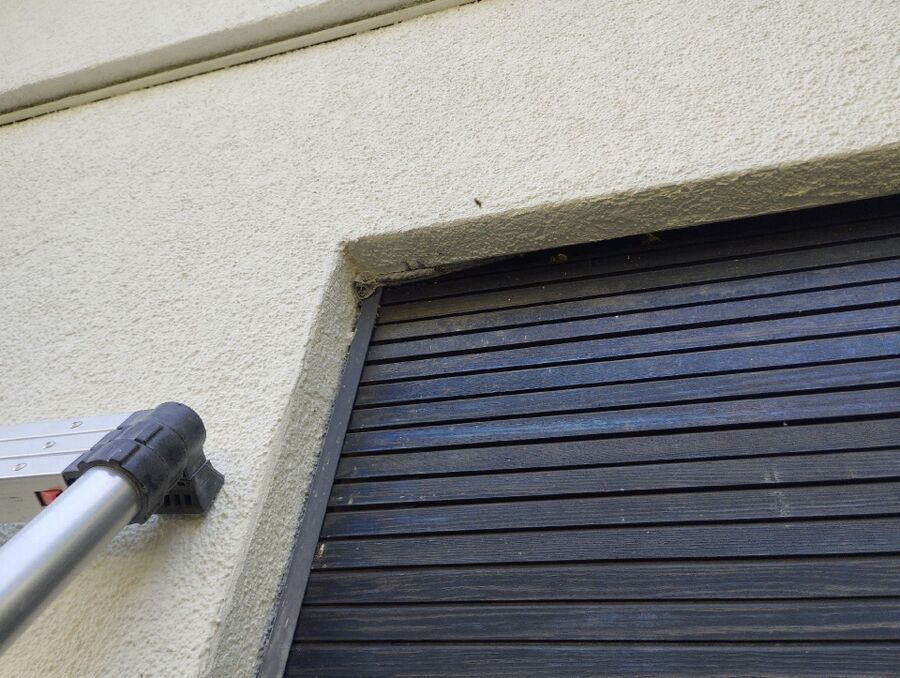 Relocate bees & remove bee nest