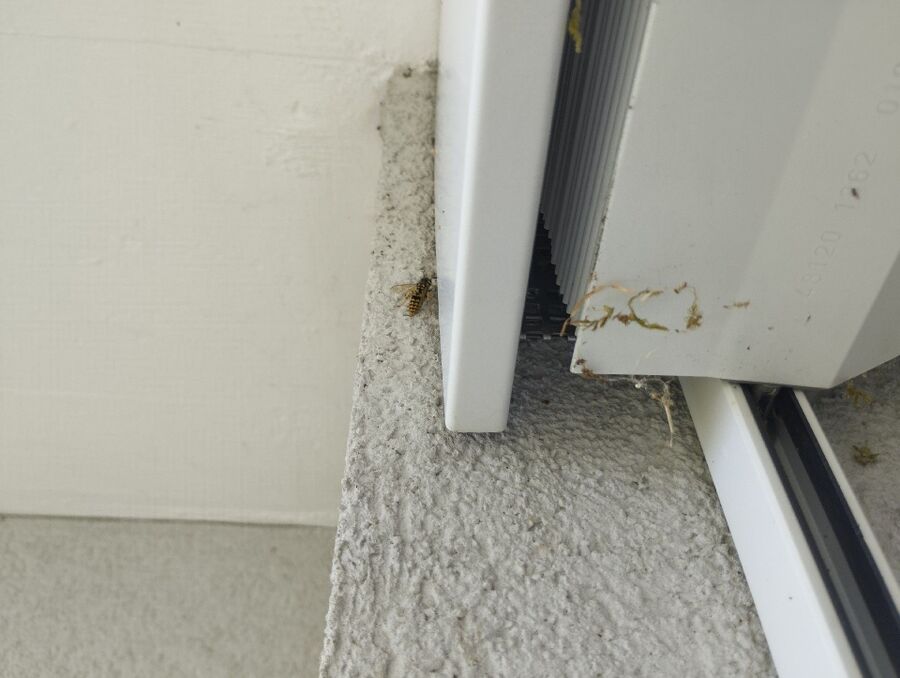 Bee nest at the house remove