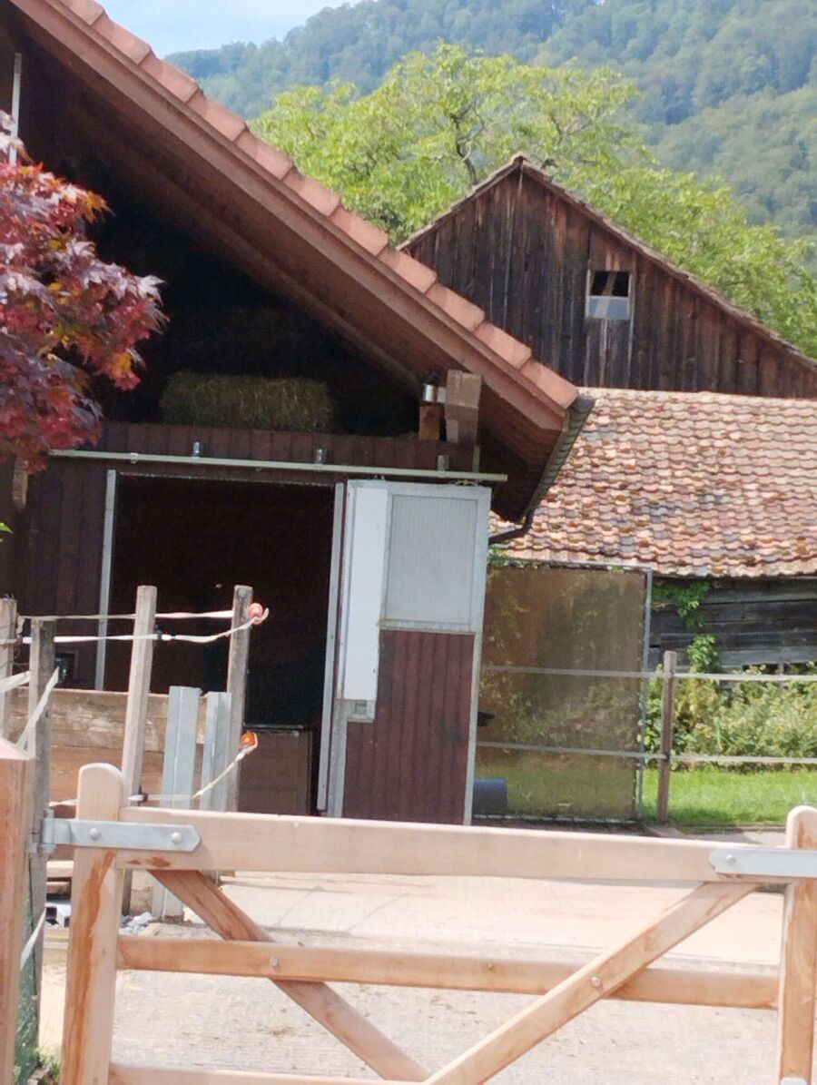 Relocate bees & remove bee nest