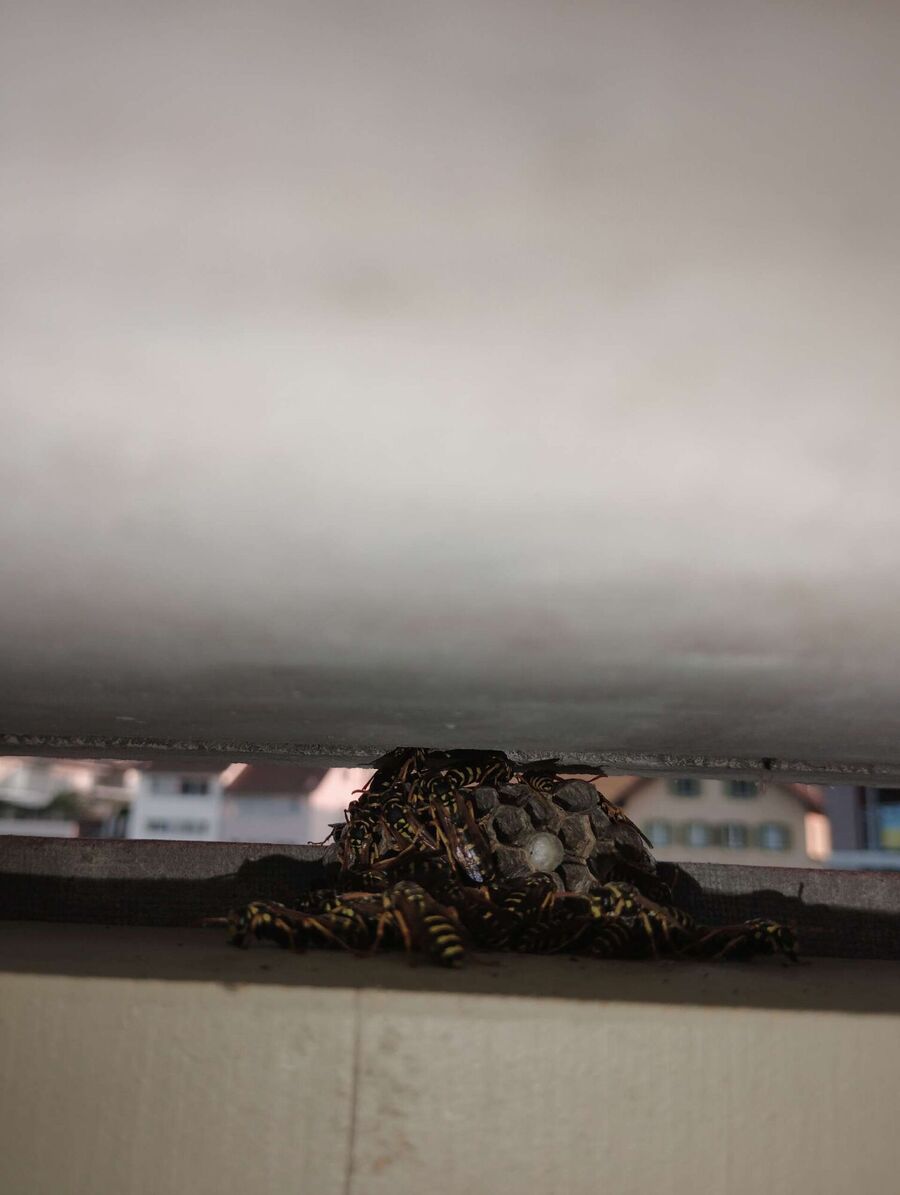 Bee nest at the house remove