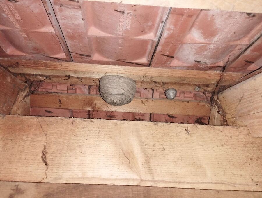 Relocate bees & remove bee nest