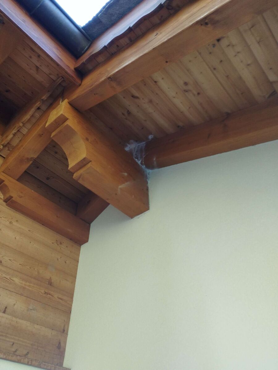 Bee nest at the house remove