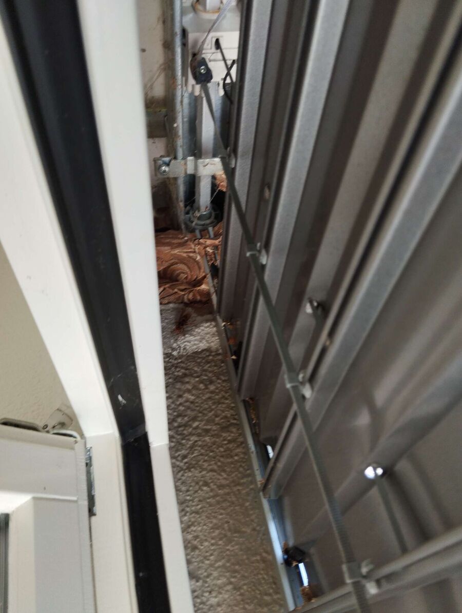 Relocate bees & remove bee nest