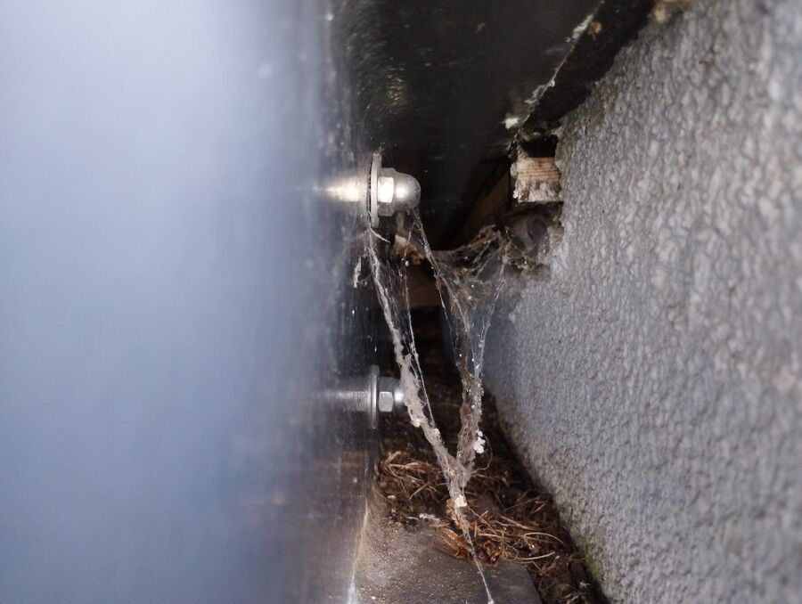 Relocate bees & remove bee nest