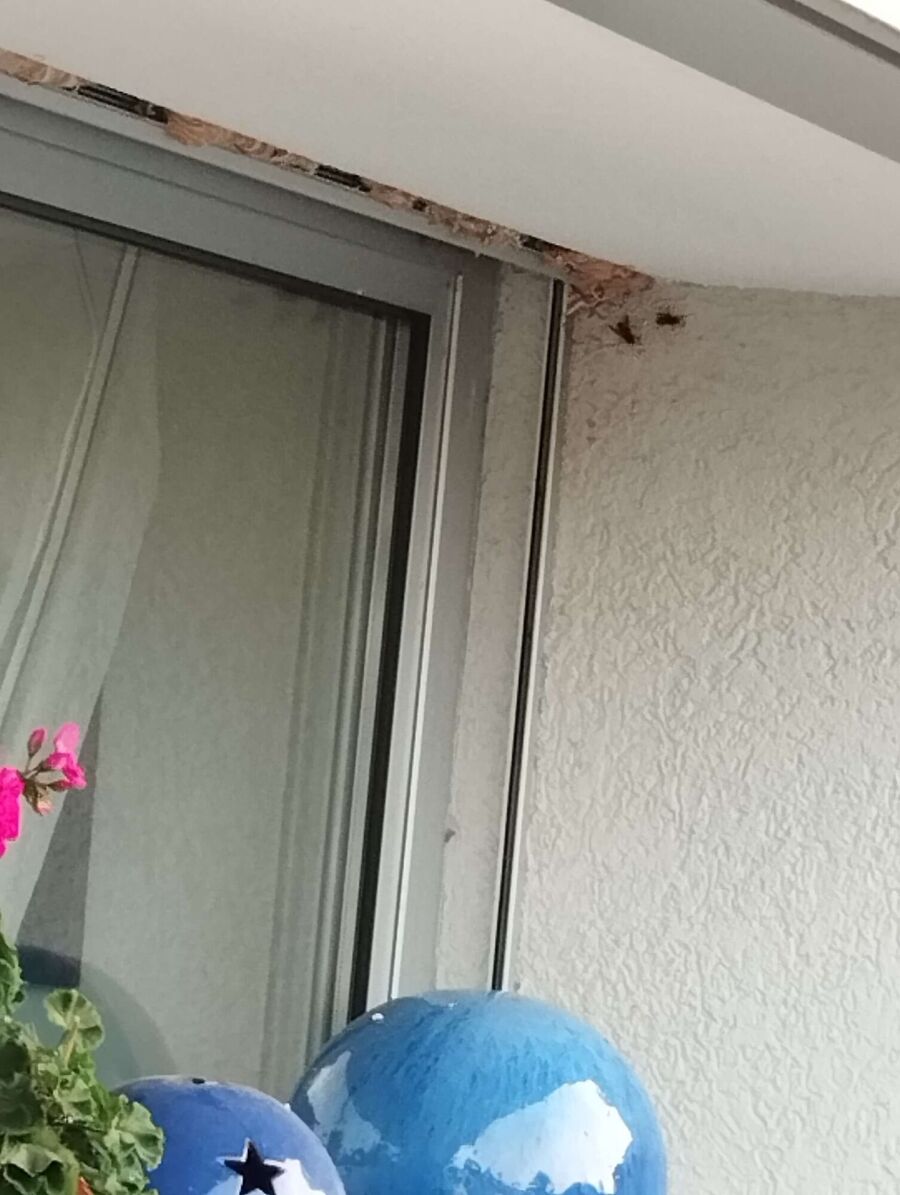 hive-bee (3648).jpeg