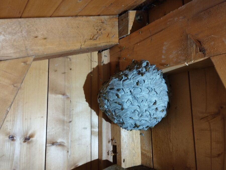 Bee nest at the house remove