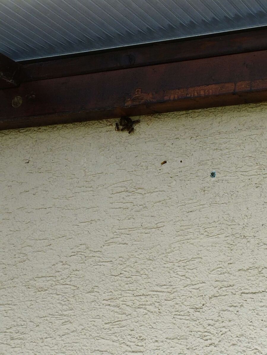 Bee nest at the house remove