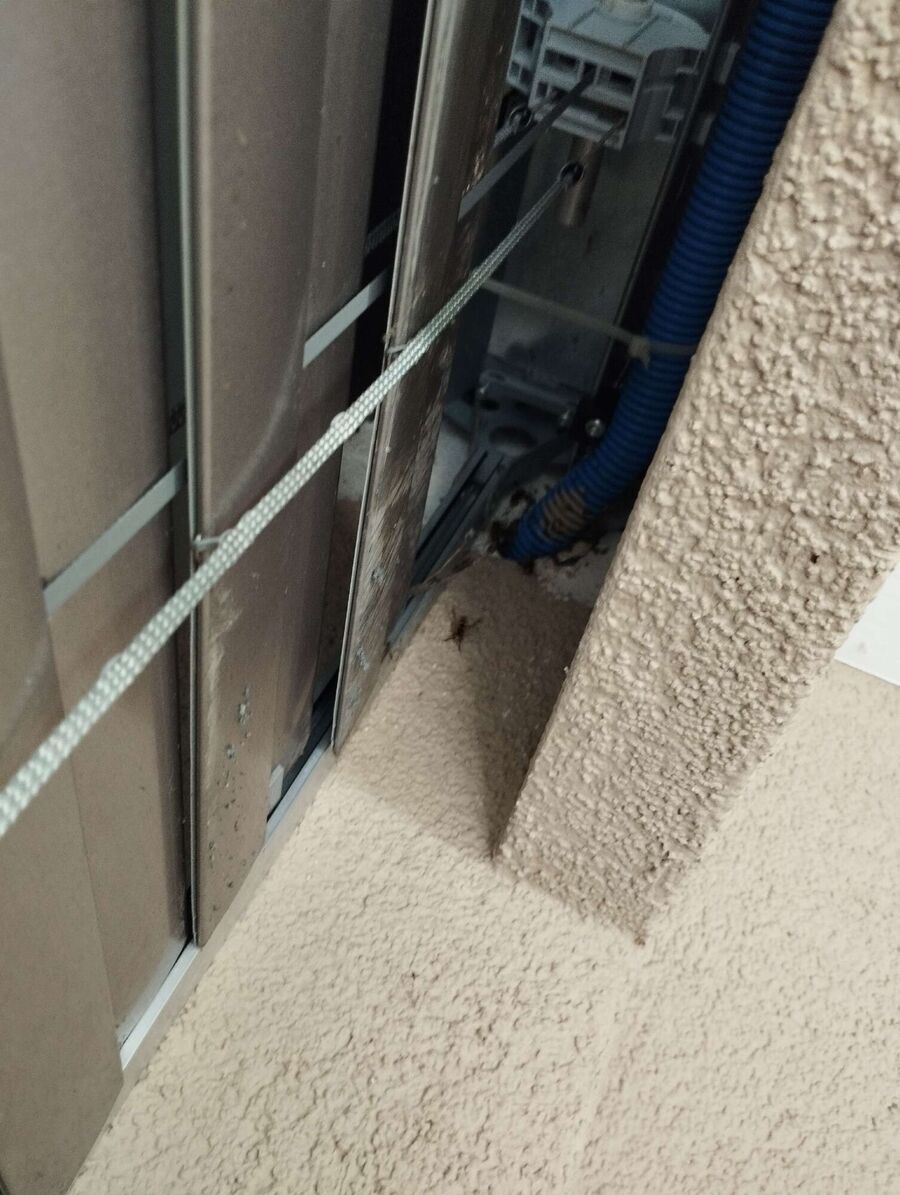 Relocate bees & remove bee nest