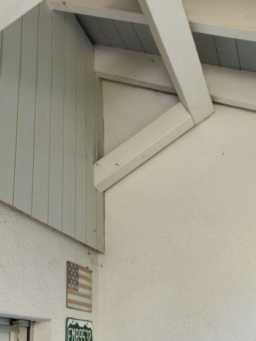 Bee nest at the house remove