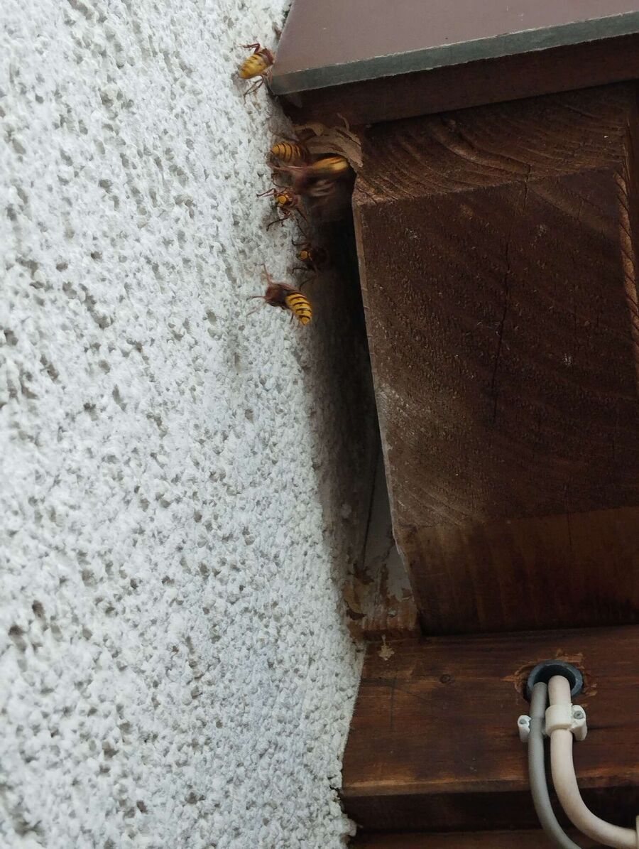 Remove bee nest