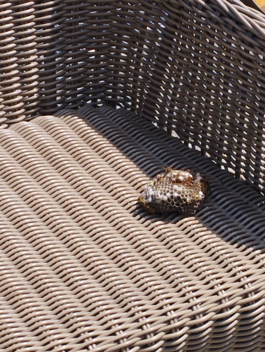 Bee nest at the house remove