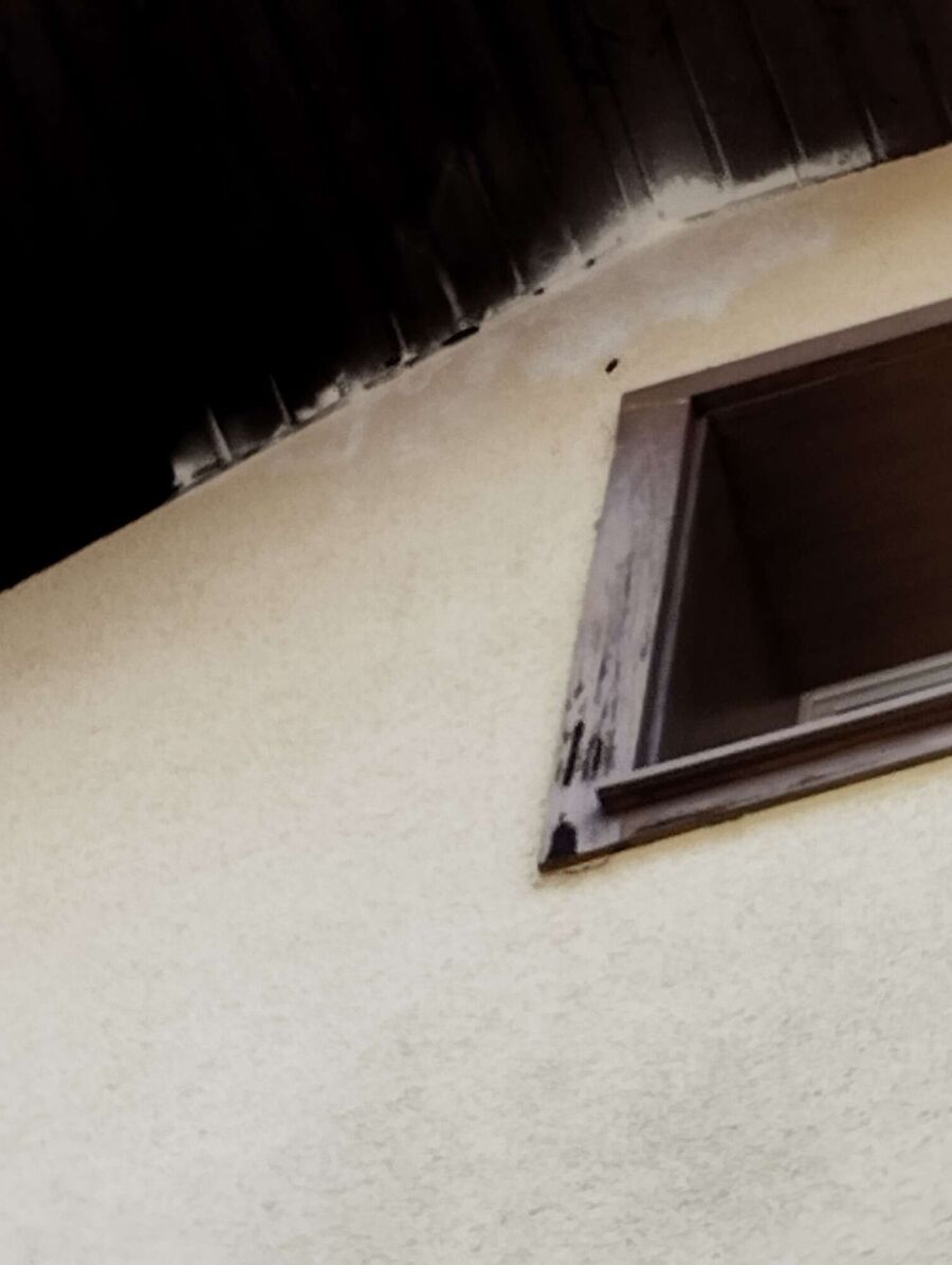 Relocate bees & remove bee nest