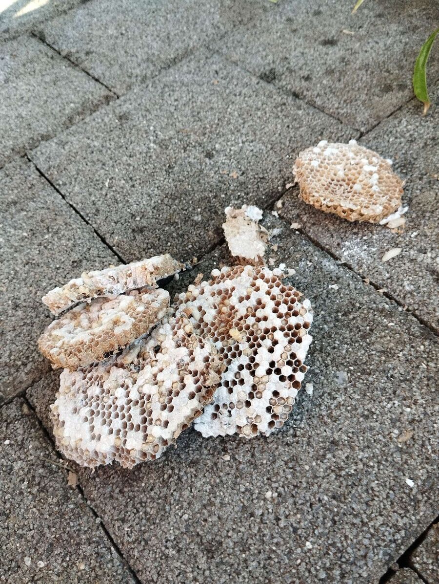 Relocate bees & remove bee nest