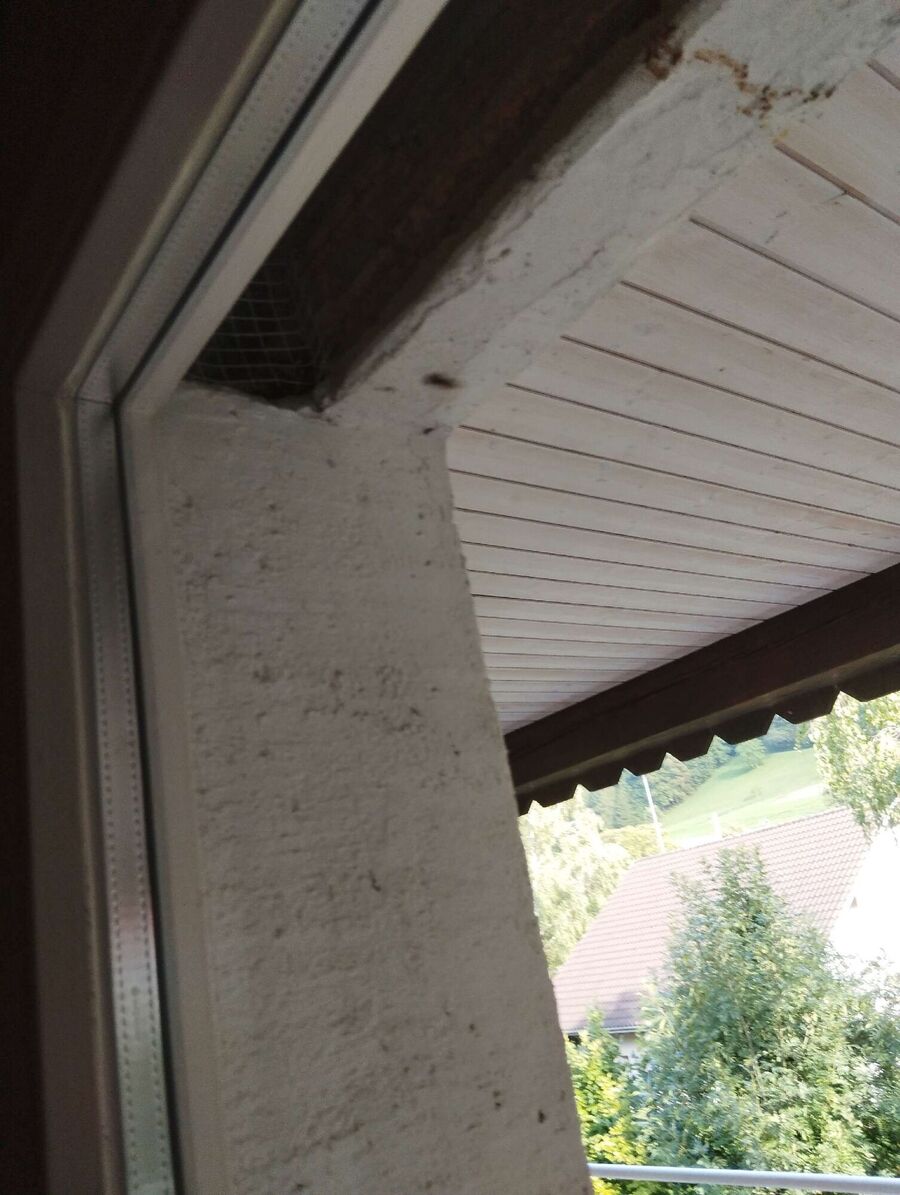 Bee nest at the house remove