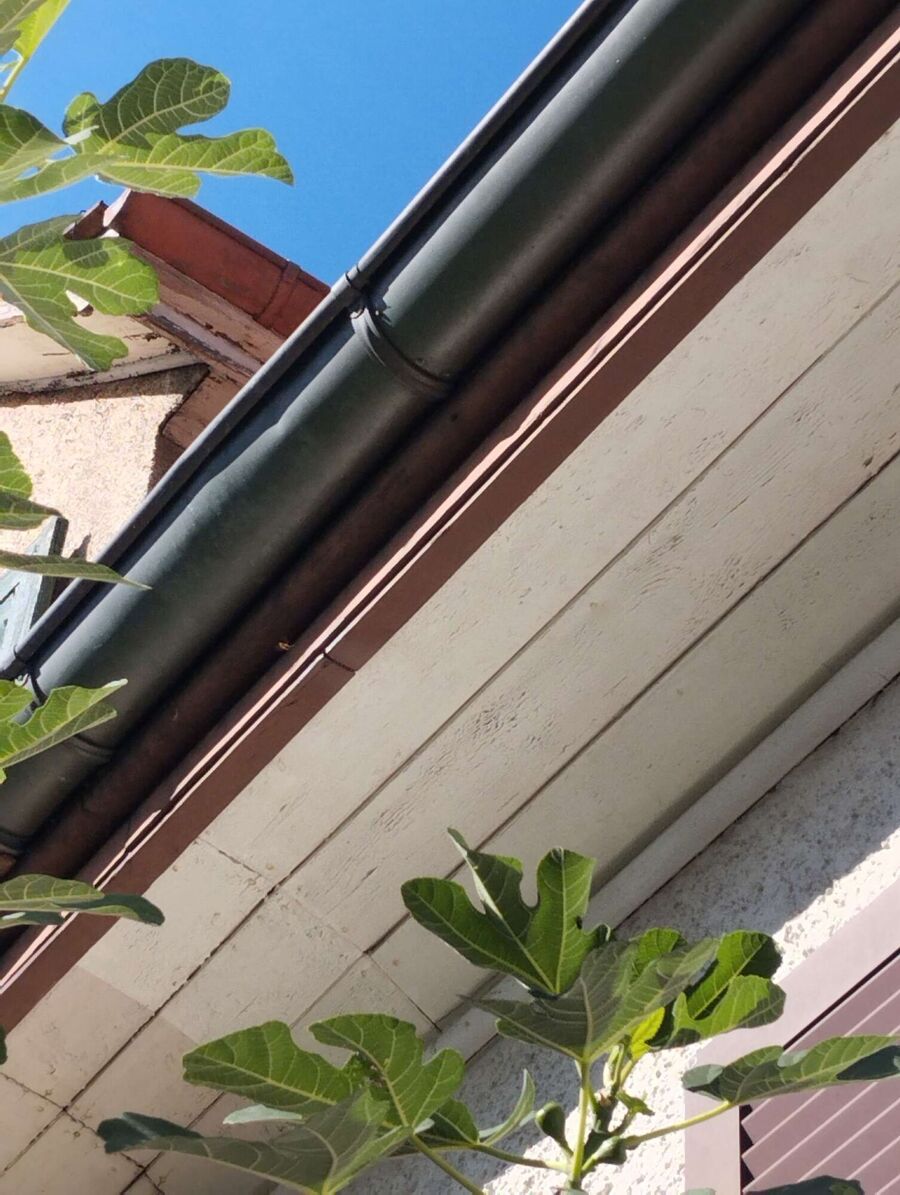 Bee nest at the house remove