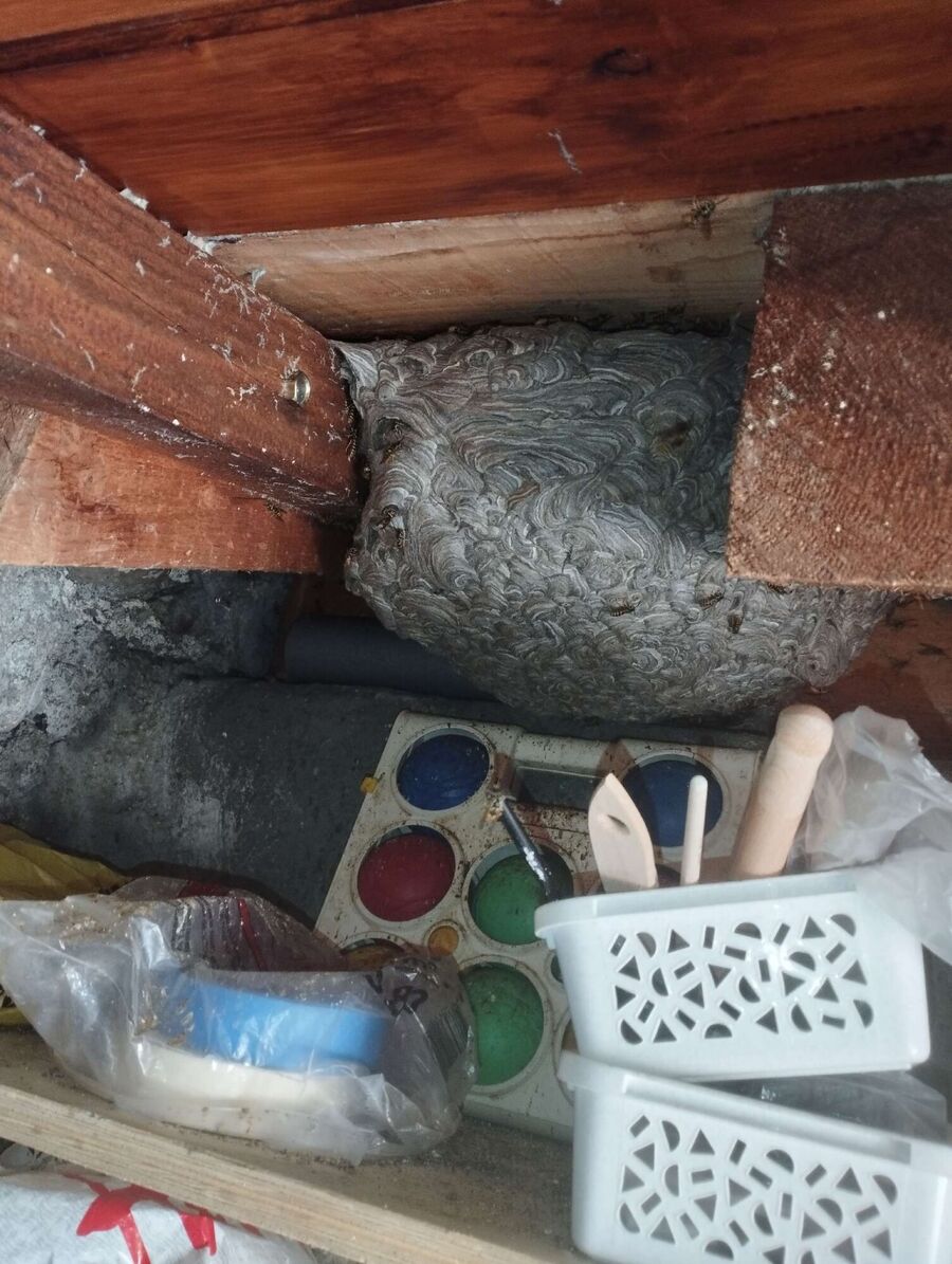 Bee nest at the house remove